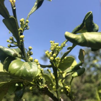 みかんにも蕾が🍊...
