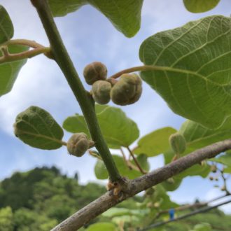 間も無く摘蕾🥝🙌...