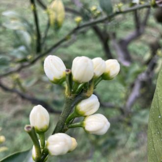 間も無く開花🍊🌸...