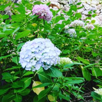 梅雨の癒し✨...