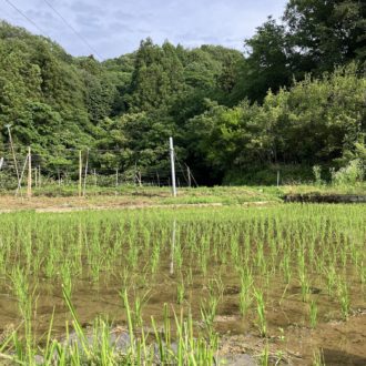 田植えから2週間👩‍🌾🌾...