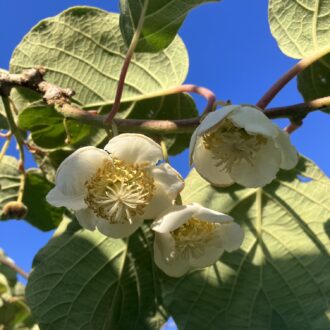 キウイの受粉も終わりましたー🥝...