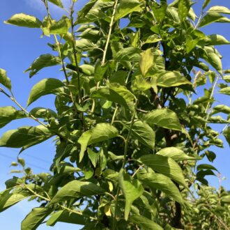 どこも梅が無いようです💦...