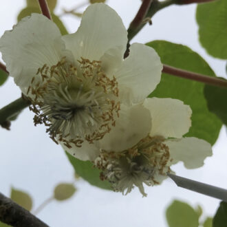 キウイの受粉作業🥝...