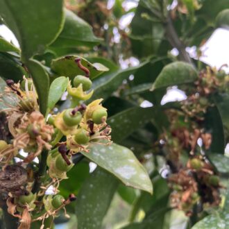 みかんの花も咲き終わり🍊🌸...