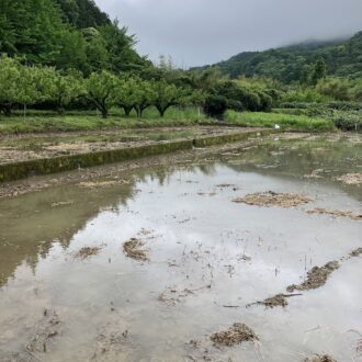 大雨のおかげで💦🧑‍🌾...