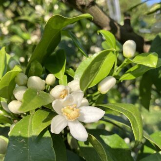 みかんの花が咲きました🌸🍊...
