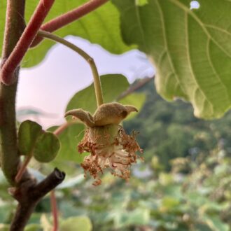 受粉成功！？🥝...