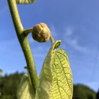 摘蕾終わりましたー🥝...