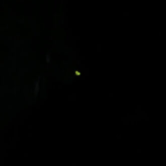 今年もホタルが出てきました🧑‍🌾...