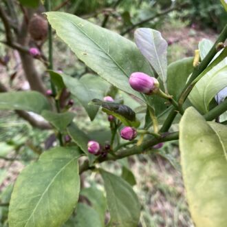 レモンの蕾はピンク色🍋...
