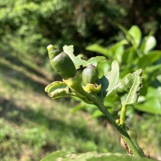 こちらも何の果実かわかりますかー🍋...