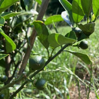 温州みかんはしっかり形に🍊...