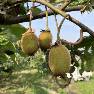 一気に成長🥝🧑‍🌾...
