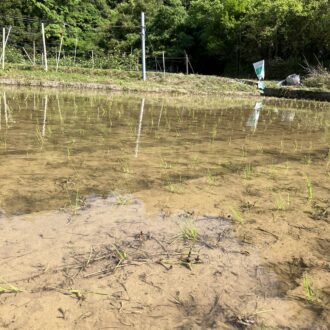 田植え始まりました🌾🧑‍🌾...