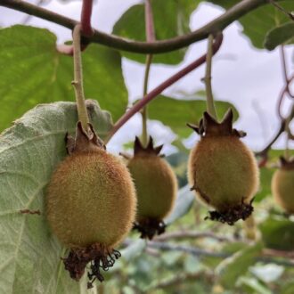 キウイになってきた🥝🧑‍🌾...