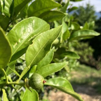 何の果実かわかりますかー🍊...