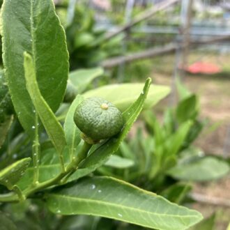甘平はもう甘平✨...