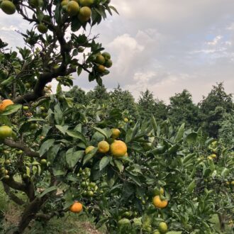 みかんの問い合わせも🍊...