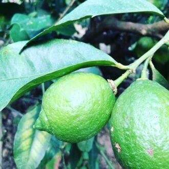 レモンもそろそろ🍋...