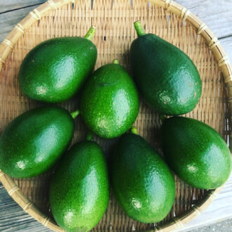 今年はこちらも少ない模様🥺🥑💦...