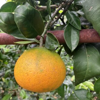 この子だけは守らなければ🍊🧑‍🌾...