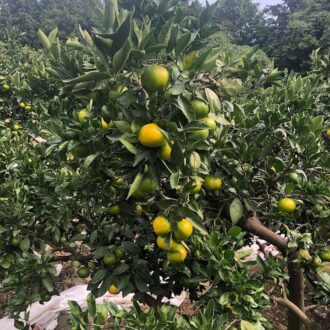 なかなか色付きが進みません💦...