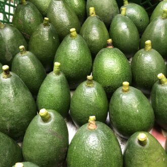 国産アボカド第一弾入荷🥑...