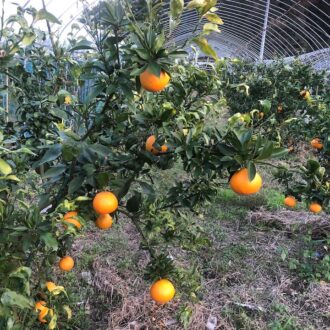お問い合わせが増えてきました🍊🧑🌾...