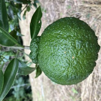 不知火は今の所順調🍊🧑‍🌾...