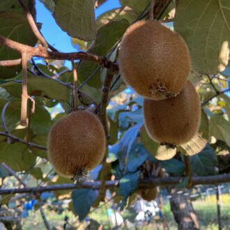 収穫スタート🧑‍🌾🥝...
