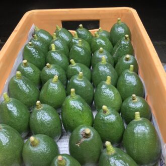 国産アボカド第三弾入荷🥑...