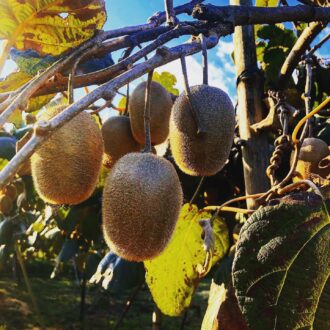 絶賛販売中です🥝...