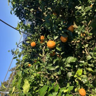 テグス糸効果⭕️🍊🧑🌾...