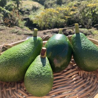 国産アボカド第四弾入荷🥑...