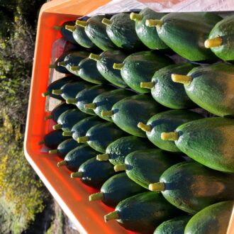 残り1点となりました🥑...