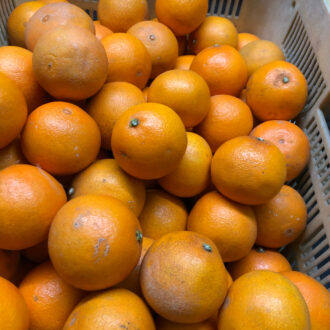 来週明けから販売✨...