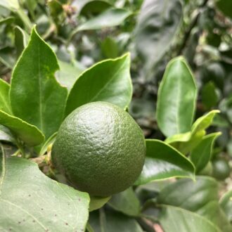 蜂にも負けず🧑‍🌾👍...