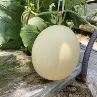 バイヤーとしてのお仕事🚗...