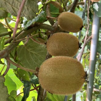 先日の雨のおかげで🥝✨...