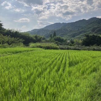 中干し🧑‍🌾🌾...