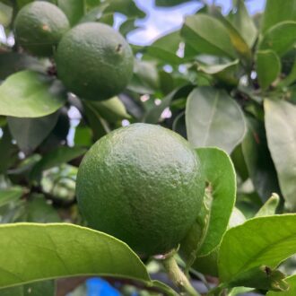 摘果作業🧑‍🌾🍊...