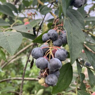 今期最後のブルーベリー販売中🫐✨...