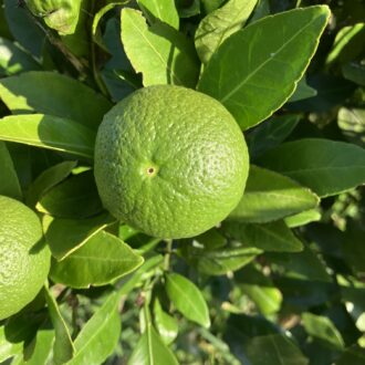 甘平も甘平らしく🍊✨...