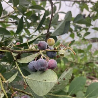 自家農園のブルーベリー🫐✨...