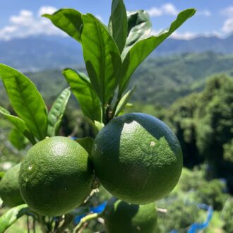 この暑い中🍊💦...