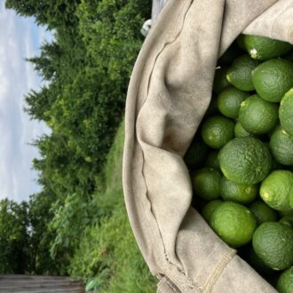 仕上げ摘果🧑‍🌾...