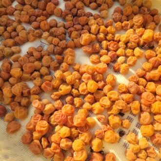 梅干し作業終わりましたー✨...