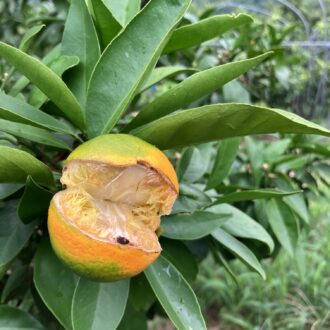 割れてます🍊🥺...