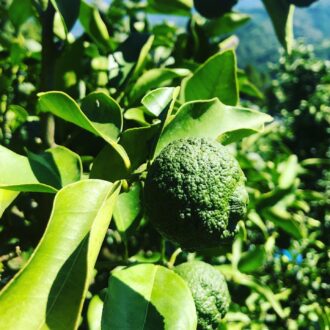 ひと絞りでお料理のアクセントに✨...